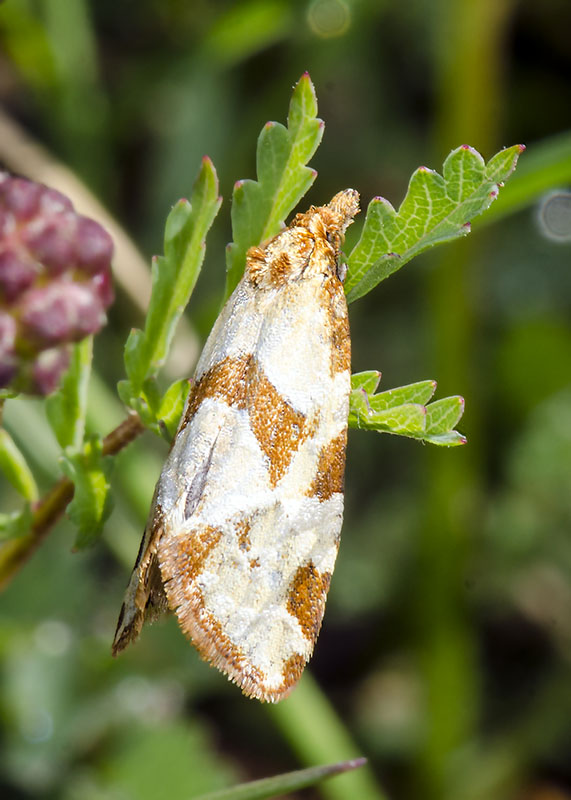 Tortricidae - Aethes hartmanniana